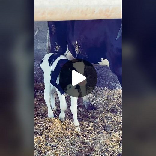 Malformations de veaux: 5 pattes et agriculture