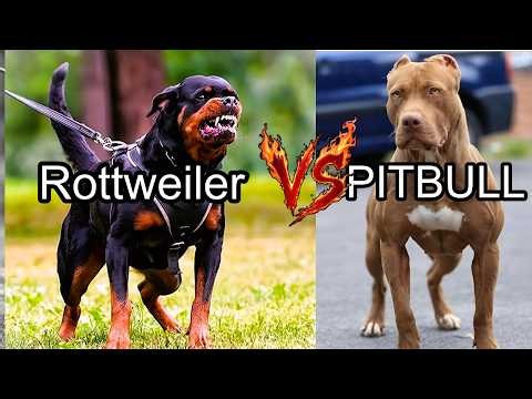 Pitbull vs. Rottweiler: Which Dog Is Stronger?