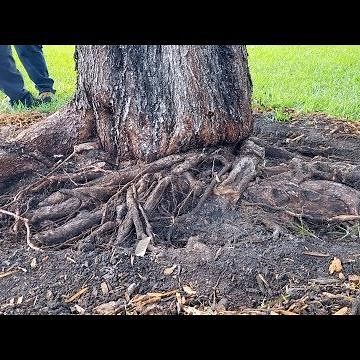 Removal of girdling roots from green buttonwood tree