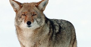 Coyote Tales of the Shasta Nation