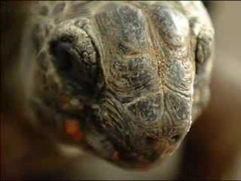 Old Turtle (read by Mike Pinder)