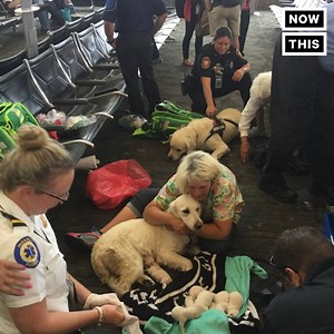 348K views · 7.7K reactions | This service dog gave birth to 7 adorable puppies inside of an airport | NowThis | Facebook