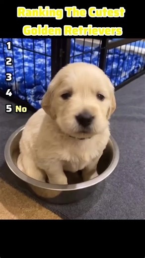 Ranking The Cutest Golden Retrievers #funny #fyp #ranking #viral #goldenretriever