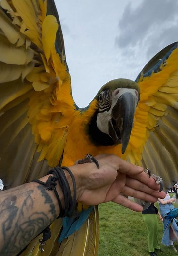 Boomerang Bird on TikTok