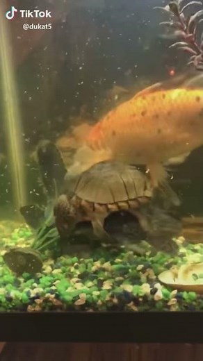 Snapping turtle did you drink my Mountain Dew Tik Tok @dukat5