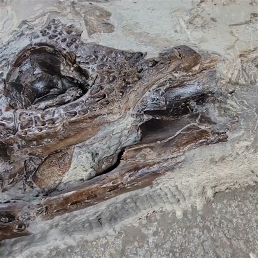 #fossils #fossil #geologyrocks #geology #dinosaurs #dinosaur #nature #science #fossilhunting #prehistoric #fyp #jurassic #interesting #fossilhunter #jurassicworld #minerals #ammonite #rocks #fossiladdict #palaeontology #natralhistory #fypシ #greenriverformation #crocodile