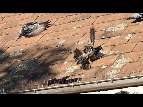 How Bird Spikes Work - VEXO Humane Bird Deterrent