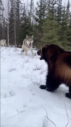 Wolverine vs. Wolf Pack: Impossible Standoff? 😱🌲
