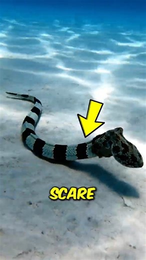 These Are Animals With the Craziest Defense Mechanisms in Nature