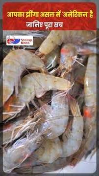 India’s Shrimp Comes From America?! | Vannamei Broodstock Import Explained