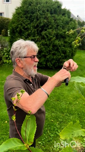 4K views · 477 reactions | Kompassikukat (Silphium) on asterikasvien suku, johon kuuluu 13 lajia. Ne ovat sukua auringonkukille. Niitä esiintyy alkuperäisenä Pohjois-Amerikassa: Yhdysvalloissa ja Kanadan Ontariossa.[1] Leveäkompassikukkaa on viljelty koristeperennana ja myös biomassakasvina Keski-Euroopassa. Se on levinnyt luontoon useissa Euroopan maissa. #kompassikukka #arnokasvi | Arno Kasvi: Palstalta parempaa -kirja | Facebook