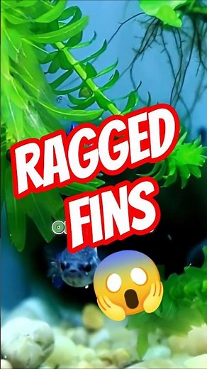 Betta Fins Looking Ragged? 😱 Fin Rot Starting