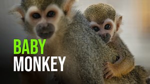 2.9K views · 278 reactions | Welcome to the world, baby squirrel...