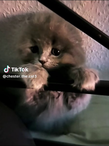 #ячестер #лапатусь😘😘😘 #🥰🥰🥰🥰❤️❤️❤️ #британецкот #честергуляет