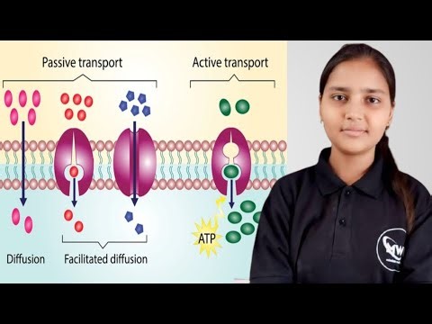 Transport through the cell membrane / कोशिका झिल्ली के माध्यम से पदार्थों का परिवहन Shikha Ma’am