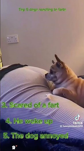 Top 5 Funniest Dog Reactions to Farts 😂 | Hilarious Dog Moments Compilation