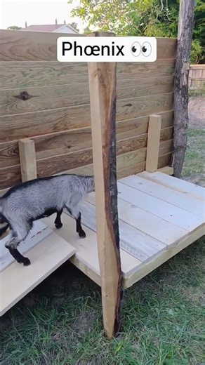 À la ferme, chacun participe…même quand ce n’est pas prévu 🐐🦆#permaculture #chèvre