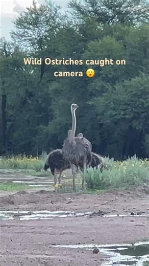 Meet the Giants: Amazing Ostriches Up Close! 🐦✨ #wildlife #africasafari #indiansafari #animals