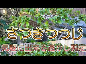 サツキツツジの透かし剪定(五月躑躅)透かし剪定の入門編 初心者