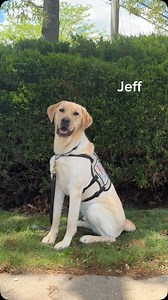 Meet some of the pups that started formal training this month! A huge shout-out to the puppy raisers, temp homes, sponsors, and everyone else who made each pup’s journey possible. They wouldn’t be here without you. We’re excited to follow along as they work toward meeting their future handlers. ❤ | America's VetDogs