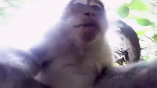 Monkey films self after stealing tourist's camera in Bali – video