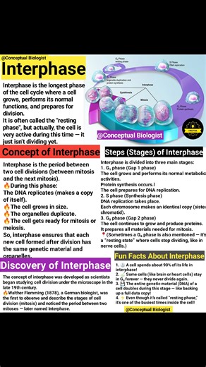 Interphase of cell division | Conceptual Biologist