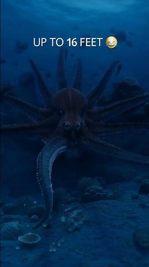 You Won’t Believe How Long This Octopus Is