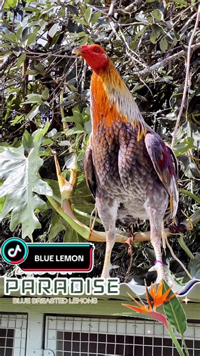 Blue breasted lemons on the island of Hawaii #hawaii #hawaiigamefowl #hawaiitiktok