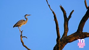 Grey Heron Perched High Above the Forest