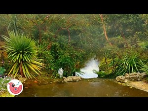 Sound of Rain in the Forest with Birds and River to Relax and Sleep, Rain and Forest Animals