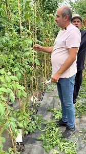 #Seminte1 #seminterosii #RosiiGigant #semintelegume #tomato #bio #gradina #agricultura | Seminte 1