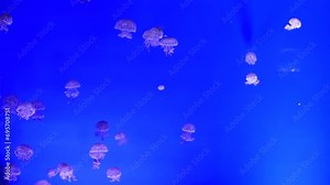 Jellyfish background 4K. Mesmerizing Underwater World with Floating Water Jellyfish. Ethereal Glow of Underwater World with Graceful Jellyfish Movement. Captivating Aquatic Life.