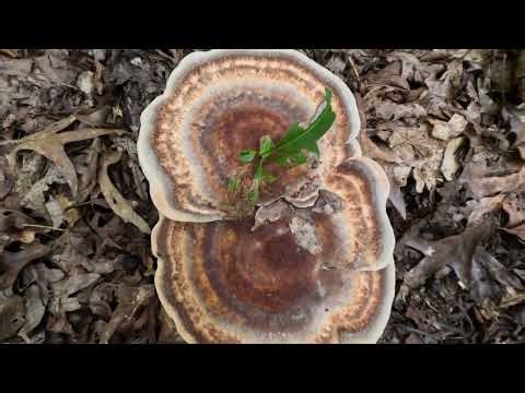 GoPro 13 Macro Lens Testing At Morgan West