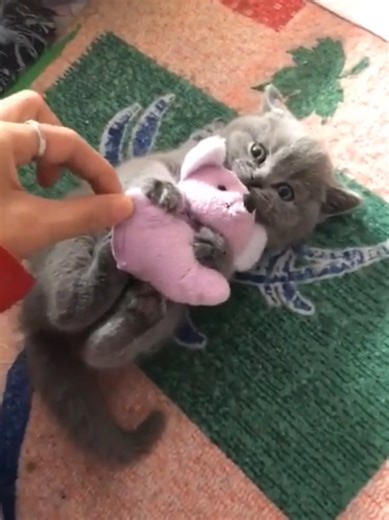 #cats #catlover #cat #catlovers #catsoftiktok