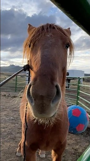 Those are her thinking ears 😁