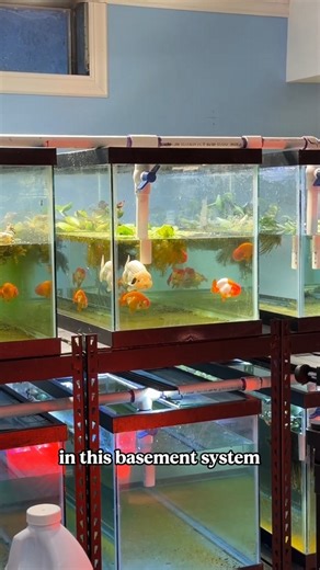 Why I am breeding goldfish in my basement