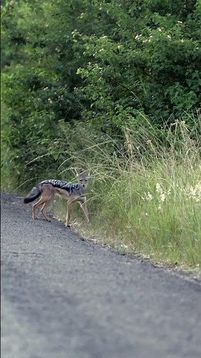 Jackals: Are they monogamous for life?