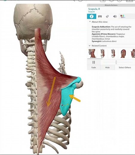 Scapular- ADduction (Retraction)