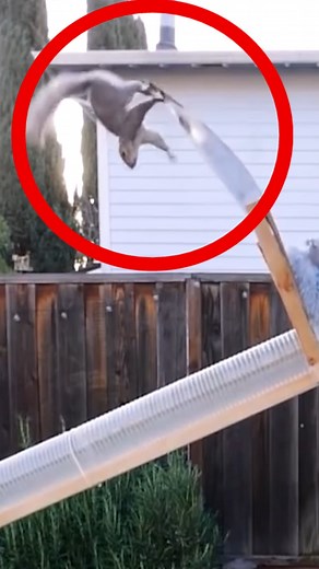 Backyard Squirrel Maze 2.0 - The Walnut Heist at Fort Knuts! | Mark Rober