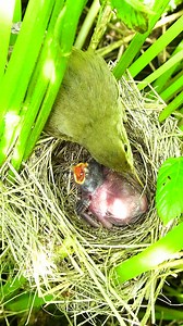 Wonderful birds ❤️ #bird #birds #nature #wildlife #birdphotography #naturephotography #photography #birdwatching #wildlifephotography #animals #birding #birdlovers | Feathered Wonders of America