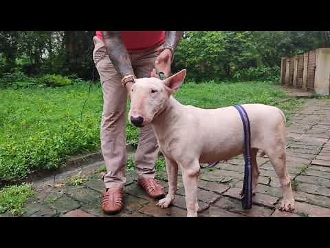 Bhayrav Kennel | BULLMASTIFF Breed | whippet | Bull Terrier | Labrador | Am Bully | Scoobers