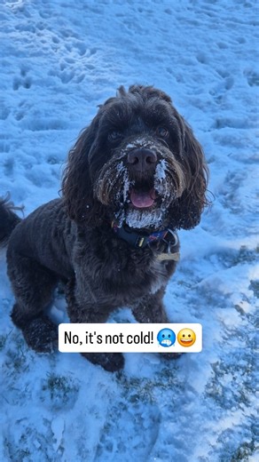 Brinkley the chocolate cockapoo on Instagram: "This isn't AI. This is just great timing 😀 'It's not cold no... not when there's more fun to be had! even though I have icicles forming on my beard!' #itsnotcold #viralmeme #dogmemeofinsta #dogsofinstagram #cockapoosofinstagram"