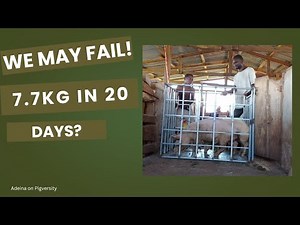 New Pig Growth Results After Weighing Error — Can We Hit 60kg?