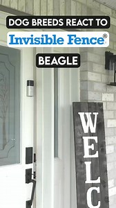 209K views · 5.3K reactions | #Ad Dog breeds on the Invisible Fence® Brand system #InvisibleFence #PetCare #dogs | Jonny | Facebook