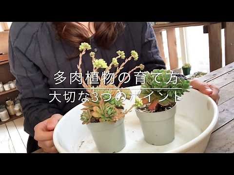 [For beginners] Three important points on how to grow succulents!