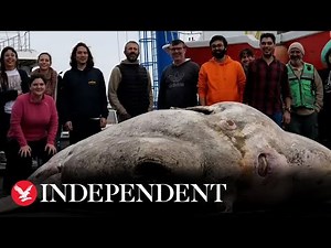 World's heaviest bony fish, weighing 2.7 tonnes, found dead off Azores coast
