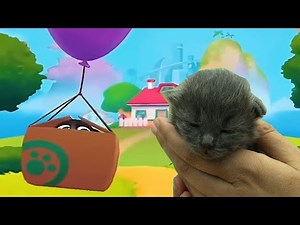 My Talking Tom Baby in real life. DIY
