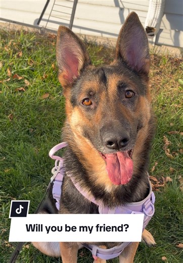 #ApolloTheRescueGSD #FluffForce #FluffForce3