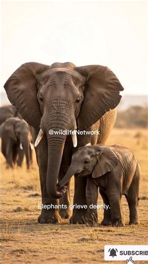 Elephants Feel Grief Too 🐘 | An Emotional Moment in the Wild