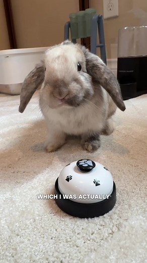 Teach a Bunny New Tricks: How to Train Your Pet Rabbit